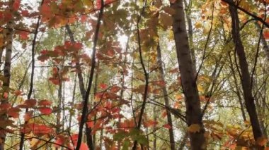 Sarı ve kırmızı yapraklı güzel sonbahar yaprak döken orman, yavaş çekim kamerası..