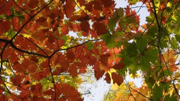 Beautiful Autumn Deciduous Forest Yellow Red Leaves Slow Motion Camera — ストック動画