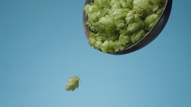 成熟的啤酒花锥形从木制碗里倒出 背景浅蓝色 你的广告有很好的啤酒背景 — 图库视频影像