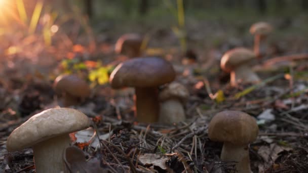 在秋天的森林里 成熟的蘑菇 Boletus或Cep 从下面拍摄 相机朝向一个巨大的蘑菇移动 — 图库视频影像