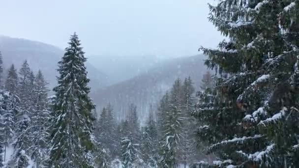 Langzaam Zicht Vanuit Lucht Naar Een Prachtig Besneeuwd Winterbergbos Met — Stockvideo