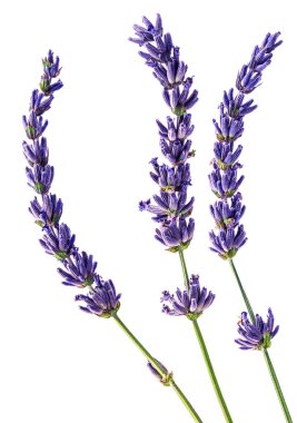 Beyaz arkaplanda üç lavanta çiçeği var..