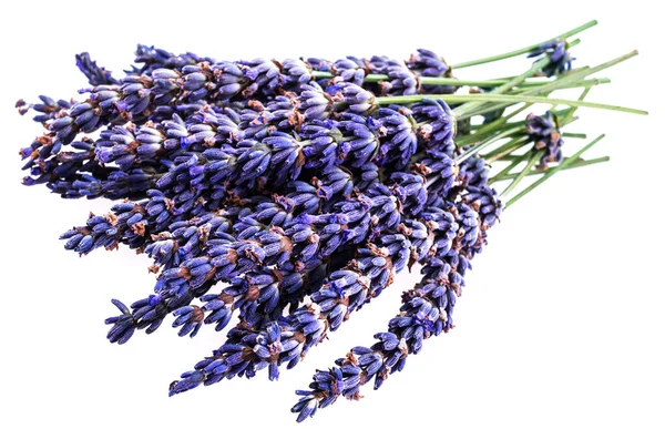 Bouquet Lavender Flowers Closeup Isolated White Background — 图库照片