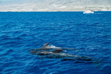Okyanustan Tenerife adasının manzarası. Sudaki pilot balinalar ön planda..
