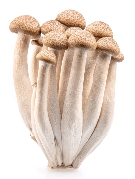 Cluster Hon Shimeji Edible Japanese Mushrooms Isolated White Background Close — Stockfoto