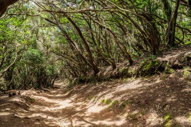 Anaga Kırsal Parkı 'ndan Tenerife Adası manzarası.