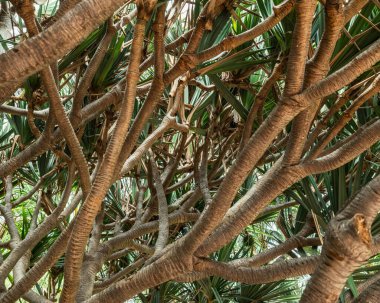 Tenerife 'nin kuzeyinde alışılmadık şekilli ağaç dalları.