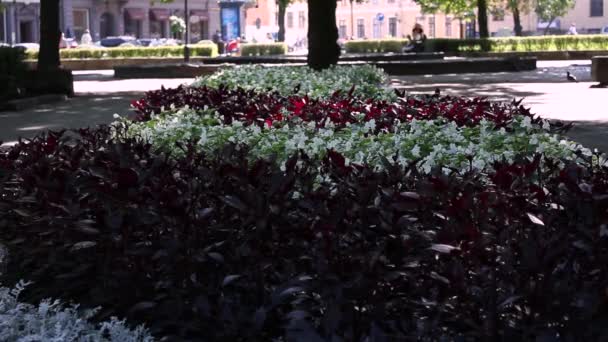 Parque de la ciudad naturaleza — Vídeos de Stock