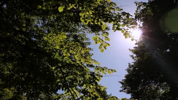 Sonne Reflexion werfen Baum Blätter — Stockvideo