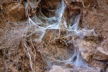 Birçok örümcek ağı örülmüş tarlanın kahverengi topraklarında