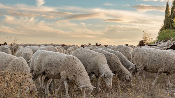 Madrid 'den geçen koyun ve keçi sürüsü.