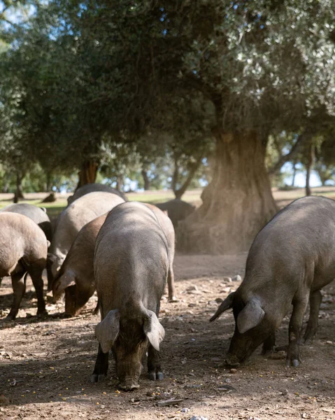 在霍尔姆橡树下的农场里吃东西的伊比利亚猪 — 图库照片