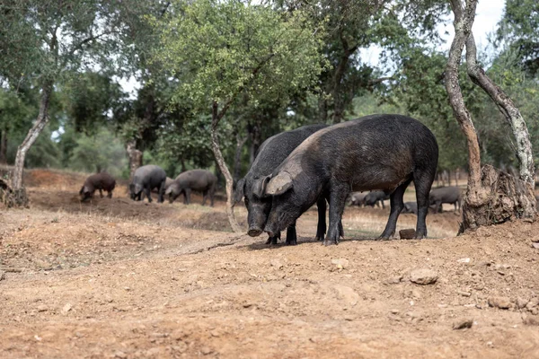 Cerdos Ibéricos Que Comen Granja Bajo Los Encinares —  Fotos de Stock