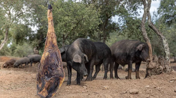 Jamón Ibérico Curado España Con Cerdos Ibéricos Entre Encinas —  Fotos de Stock