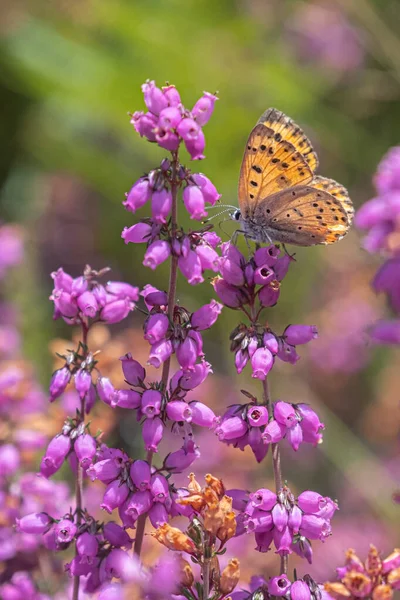 Orange Butterfly Black Polka Dots Perched Mauve Flowers — Stock Photo, Image