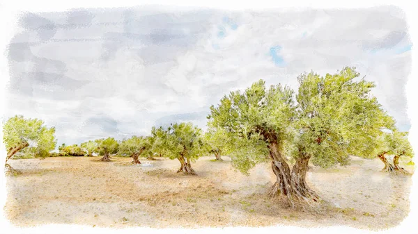 Olivovníky Venkově Oblačného Dne Digitálních Akvarelech Royalty Free Stock Obrázky