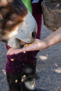Eşek tarlada mısırı elleriyle yiyor.