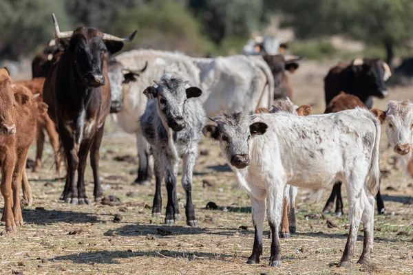 Toros Terneros Con Diferentes Abrigos Mirando Cámara —  Fotos de Stock