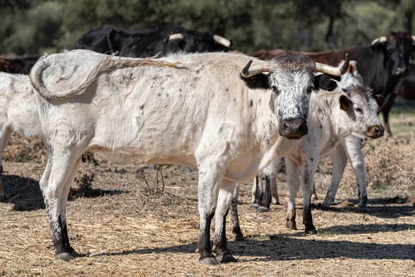 Retrato Una Vaca Piel Blanca Negra Rancho —  Fotos de Stock