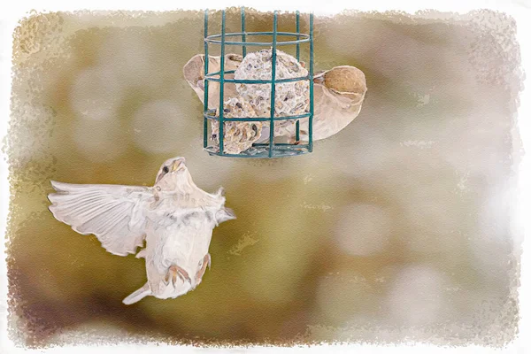 Spinoz Familyasından Fringillidae Finch Hanesi Carpodacus Mexicanus Dijital Suluboyası — Stok fotoğraf