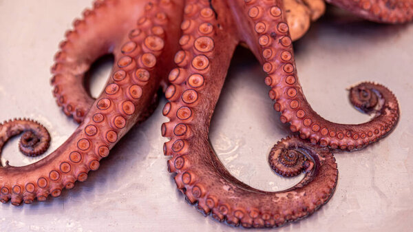 Cooked octopus for cooking recipe on steel table, intelligent concept