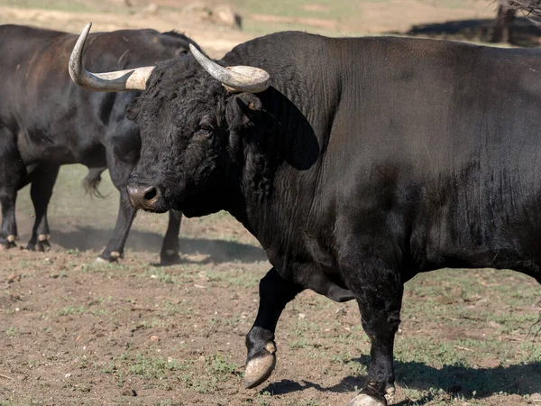 Touro Luta Espanhol Campo Pronto Para Touradas — Fotografia de Stock