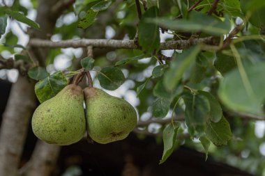 Armut ağacının dalında iki armut.