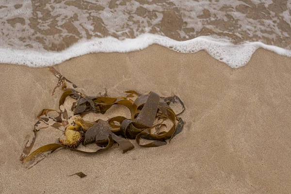 Denizin kumlarında kahverengi yosun