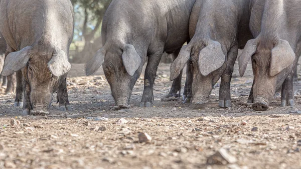 Cercanías Comiendo Para Engorde Granja —  Fotos de Stock