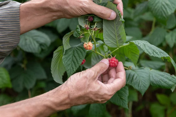 Bahçedeki çalıların üzerinde ahududu, çiftçinin elinden tutulmuş.