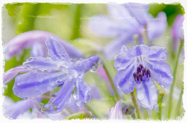 Lila Blume Mit Regentropfen Auf Den Blütenblättern — Stockfoto