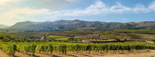 stock image Panoramic land planted with vines for wine harvesting, vineyards in Portugal, wine industry