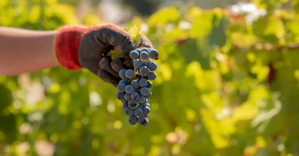 Jordbrukare Som Visar Druvklasar Vid Skörd För Den Efterföljande Vinindustrin — Stockfoto