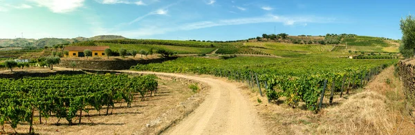 ワインの収穫のためのブドウ畑 ポルトガルのブドウ畑 ワイン産業が植えられた土地 — ストック写真