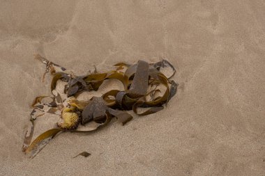 Kumsaldaki deniz yosunları.