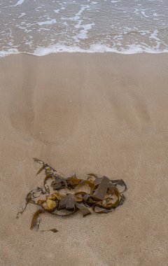 Kumsaldaki deniz yosunları.