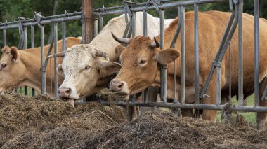 İnekler açık havada çiftlikte saman yiyor.