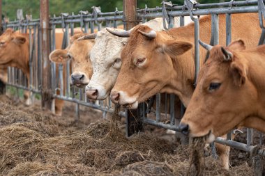 İnekler açık havada çiftlikte saman yiyor.