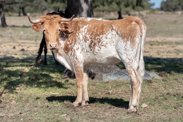 Retrato Una Vaca Piel Blanca Rubia Rancho —  Fotos de Stock