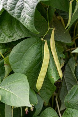 Organik sebze bahçesine ekilmiş yeşil fasulyeler.