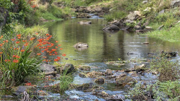 Nehir Yatağı Çiçekler Bitkiler Kıyıda — Stok fotoğraf