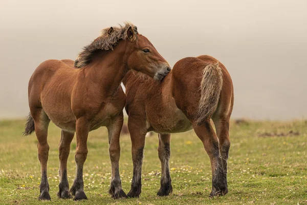 Extinct Galician Brown Brown Horse Extinction Couple Playing — Stock Photo, Image