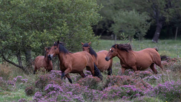 Four Wild Horses Galloping Meadow — Stock Photo, Image