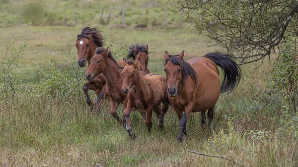 Wild Horses Long Manes Galloping Meadow — Stock Photo, Image