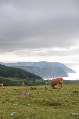 Denizin dikey manzarası ve ineklerle dolu dağlar.