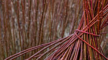 Sepet gibi el yapımı ürünler yapmak için hasır toplandı