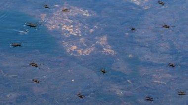 Gerris lacustris, su üzerinde yüzen ayakkabıcı, bulutlar ona yansıyor.