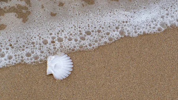 Deniz kabuğu kumla kaplanır ve dalgalanır.