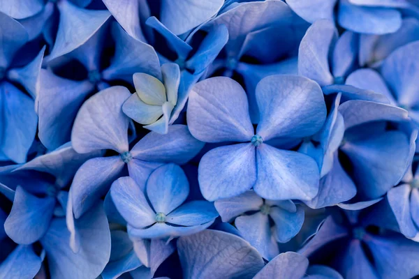 Blue Hydrangea Flower Background Close — Stock Photo, Image