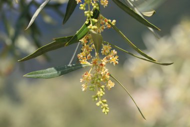 ağaç zeytin çiçek